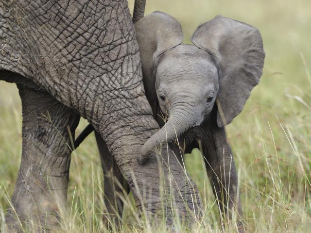 African Elephant cub playing with its mother in the Masai-Mara Game Reserve, Kenya.