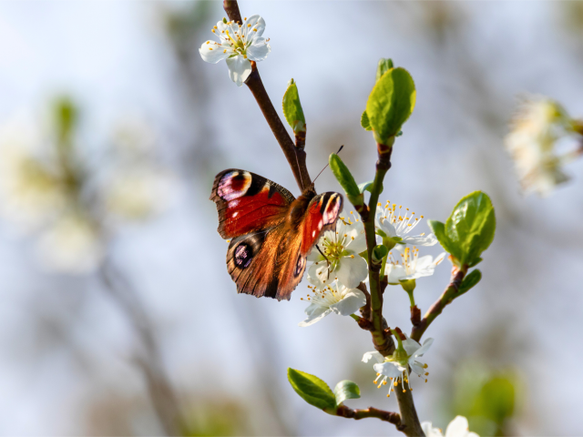 Peacock butterfly perched on a flower in spring