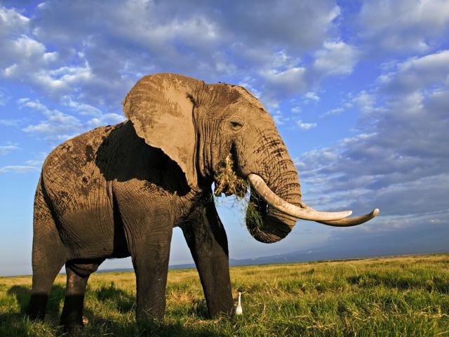 African elephant bull with large tusks