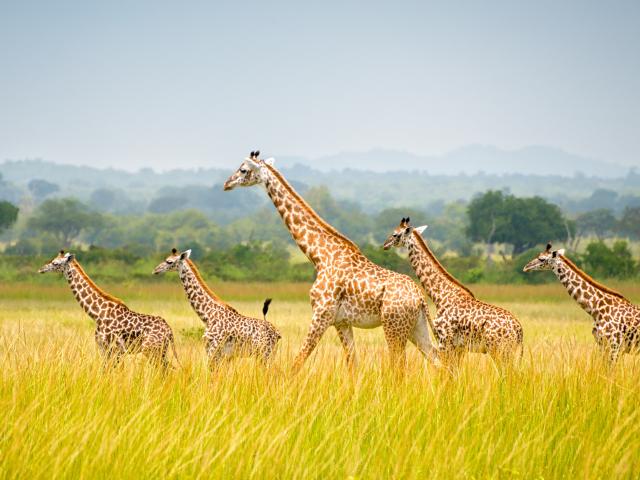 A tower/group of giraffes seen at Mikumi National Park in Tanzania.