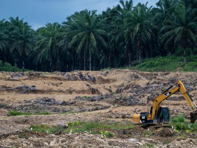 A digger ploughs deforested land on an oil palm plantation in Sabah, Borneo