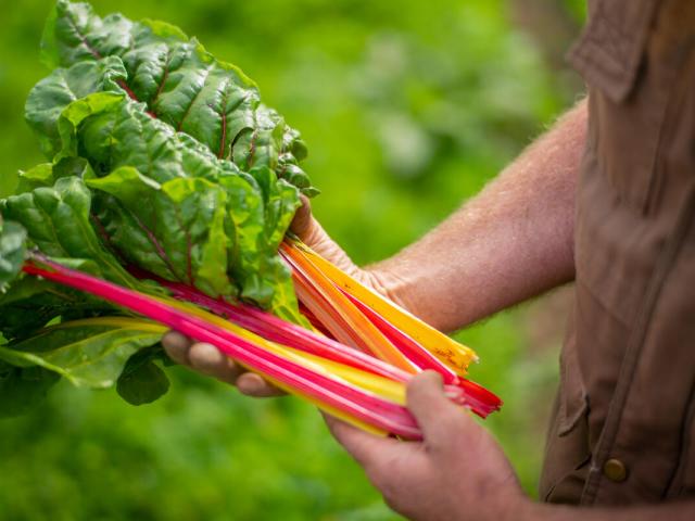 Rainbow chard