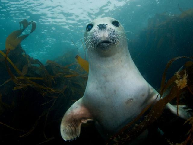 A grey seal pup underwater, swimming through seaweed looking at the camera
