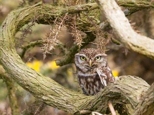 Little Owl