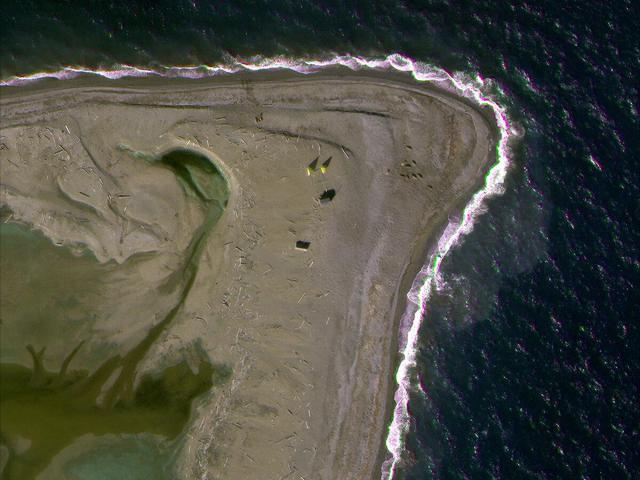 Satellite imagery of Atlantic Walrus haul out