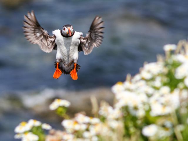 Puffin