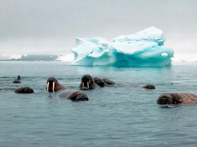 Atlantic walrus (Odobenus rosmarus rosmarus), colony.