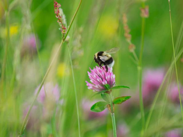 Bumblebee in wildflower meadow at Hill Top Farm