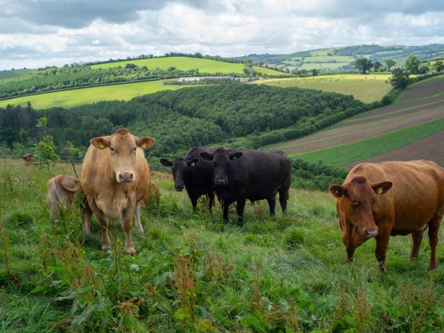 Cattle at farm in Devon