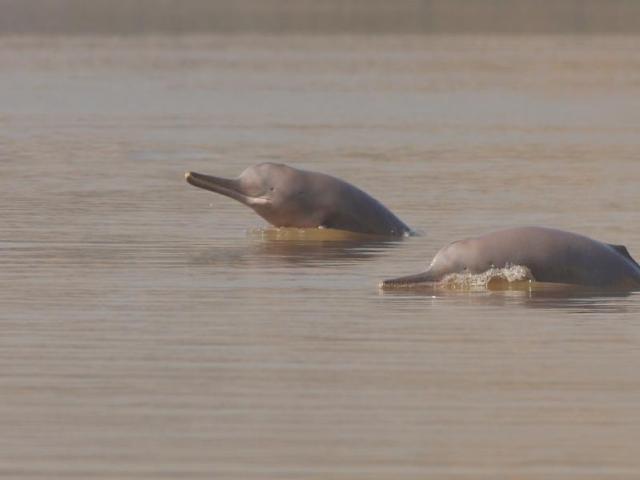 Two Indus River Dolphin, Sukkur Barrage, Pakistan