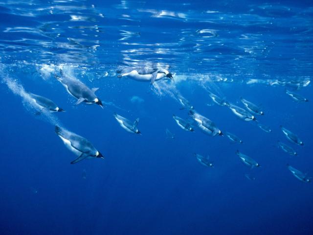 Emperor Penguins diving into the sea under the surface