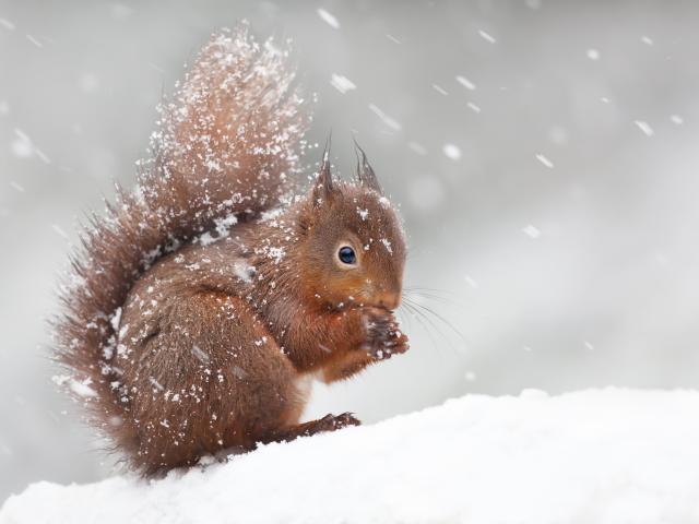 winter squirrel