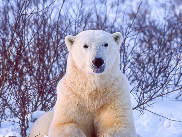 cold encounter with polar bear