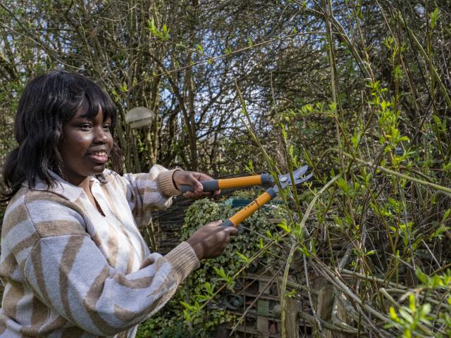 Student using loppers to cut hedgerow 