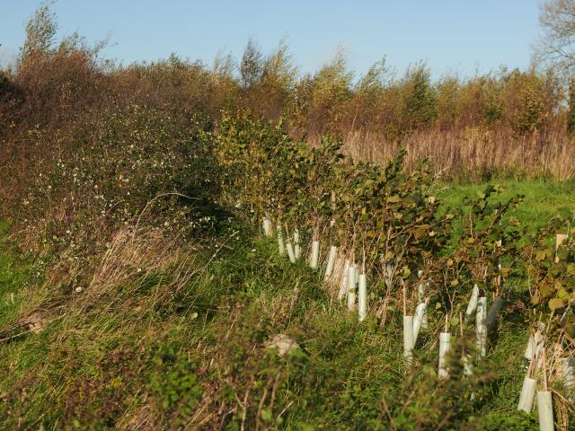 A row of young trees planted in a field. 