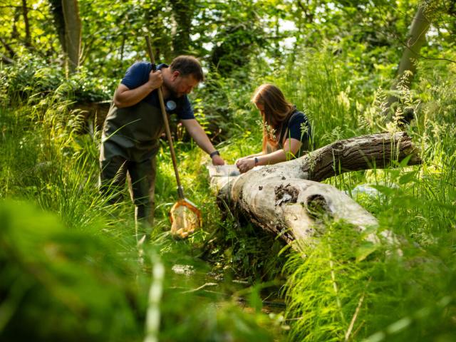 Ursula Juta, Senior Project Officer and Jonah Tosney, Technical Director, from Norfolk Rivers Trust, carry out a kick sample downstream from the beaver enclosure.