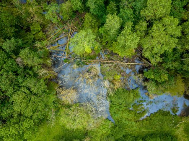 Aerial shot showing beaver pond and felled trees inside beaver enclosure. North Norfolk, UK.