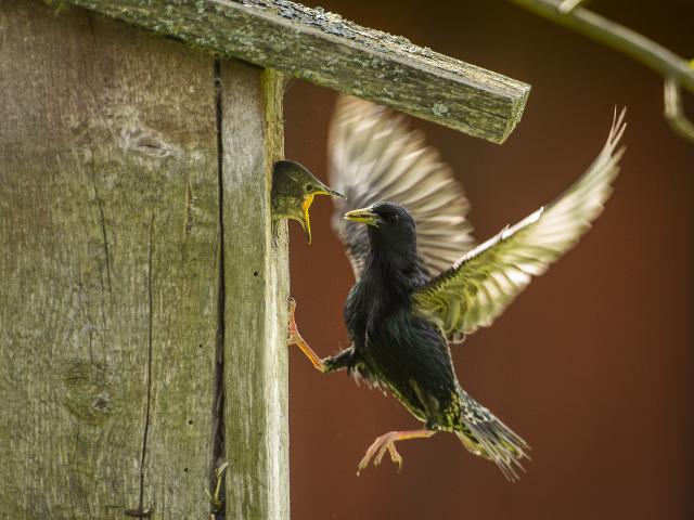 Common starling by a bird house, feeding its chick.