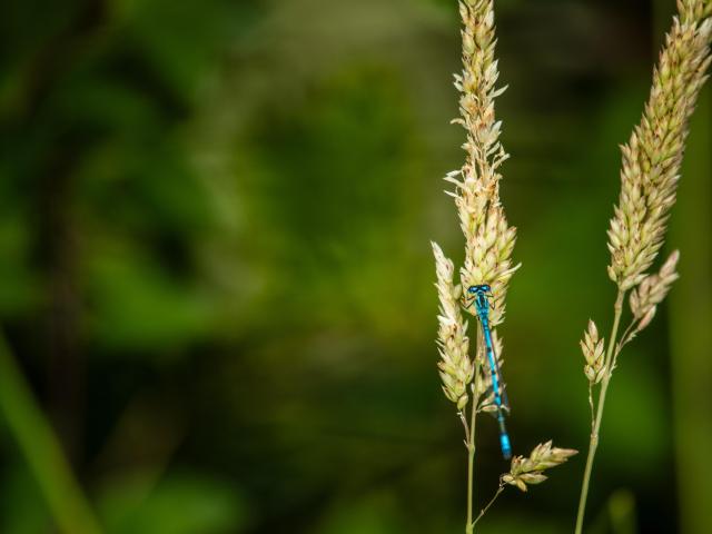 Damselfly resting inside beaver enclosure. River Glaven, North Norfolk, UK.