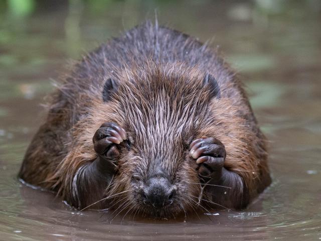 Beaver in water. River Glaven, North Norfolk, UK.