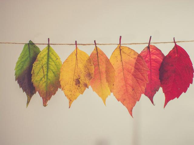 Drying autumnal leaves on a line