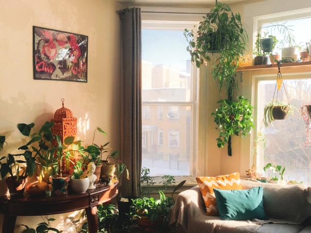 Sitting room with house plant on table and hanging in front of window