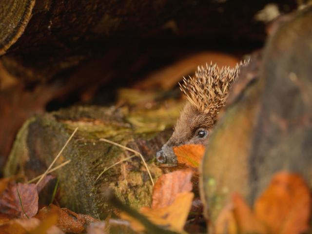 Adult European hedgehog foraging in suitable places to hibernate at dusk