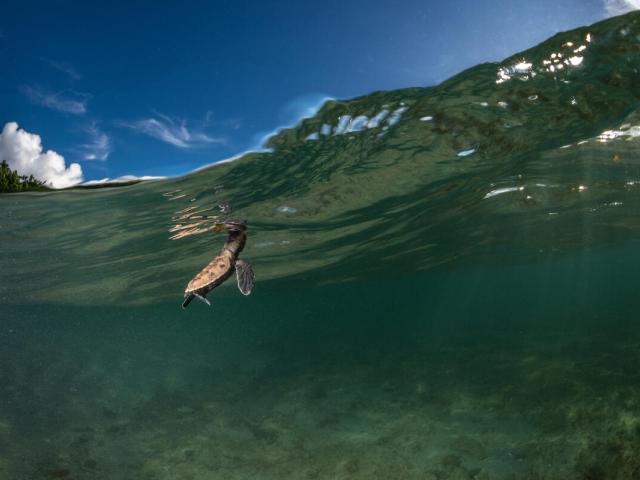 A hawksbill turtle (Eretmochelys imbricata) hatchling takes a breath at the water surface after hatching minutes earlier on Yadua Taba Island, west of Vanua Levu, Fiji.