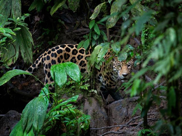Jaguar (Panthera onca) looking through forest leaves, Yasuni National Park, Ecuador. Amazon Rainforest.