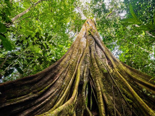 Ground up to canopy view of tree in forested area of Senor Zapata's farm, municipality of Calamar, Guaviare Department, Colombia.