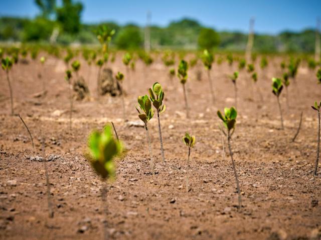Planting mangrove in Madagascar
