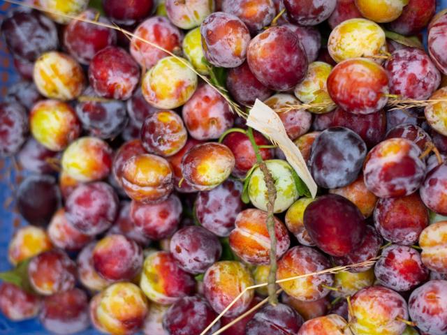 Large box of loose plums 