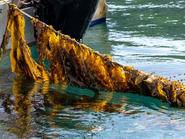 Seaweed is pulled from the water at Câr-Y-Môr seaweed farm in St Davids, Pembrokeshire, Wales.