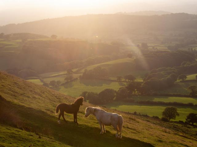 two horses in a field at sunset