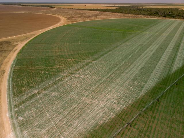 Image of soy crop - large-scale soy cultivation in Cerrado, Brazil