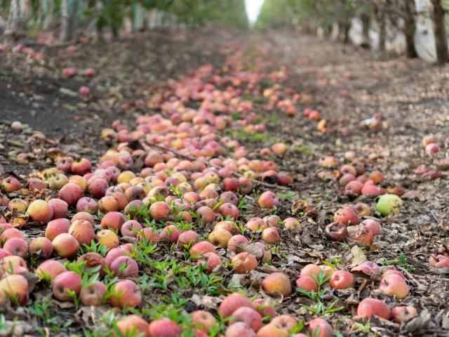 Apples that have fallen to the ground in orchard