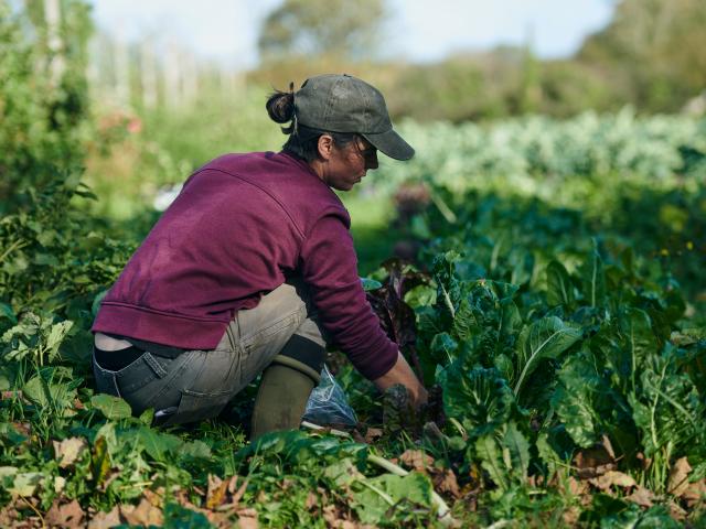 A worker from Tyddyn Teg farm crouched down harvesting vegetables from the field. 