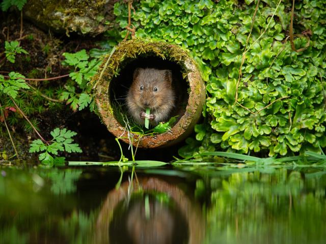 Water vole (Arvicola amphibius) eating aquatic vegetation, Kent, UK