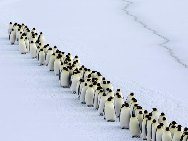 Emperor penguin mass arrival for breeding