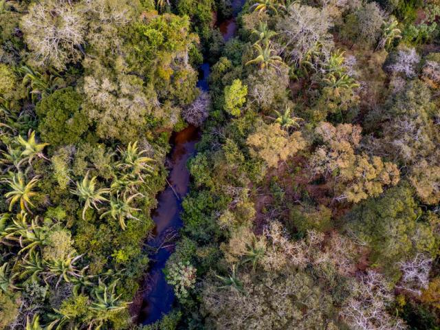 Amazon river with trees either side 