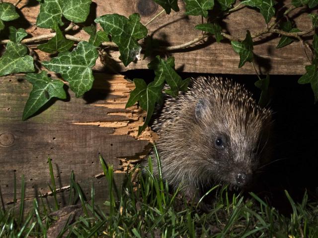 European hedgehog using hole in garden fence to move between gardens, Norfolk, England, UK