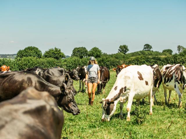 Sophie Gregory - Farmer amongst her cattle 