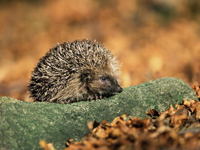 European Hedgehog in beech woodland. Derbyshire