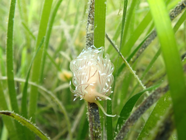 Nudibranch in seagrass meadow, Orkney, Scotland