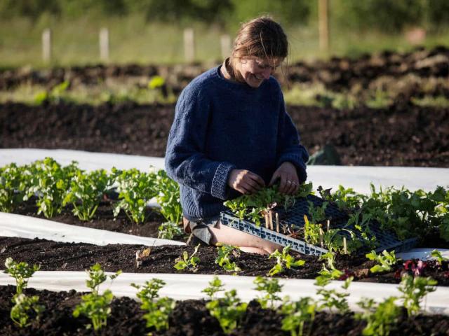 Kirstin tending to salad leaves, Little Trochry, Scotland