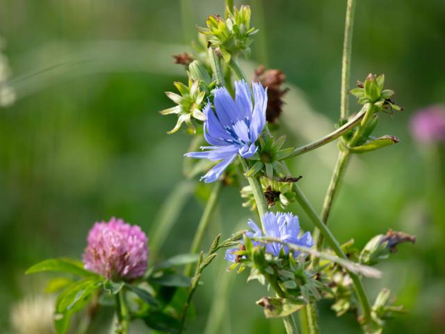 Herbal ley on Whitriggs Farm, The Scottish Borders