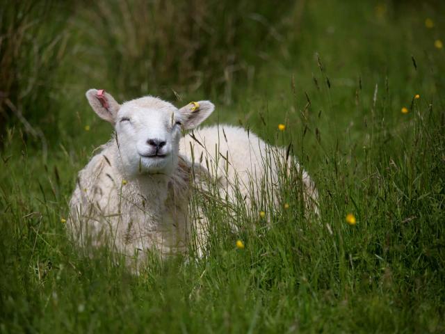 Sheep on Middleton Croft, Scotland