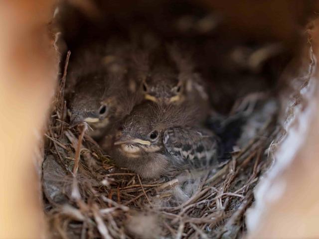Pied wagtail chick at Little Trochry farm, Scotland