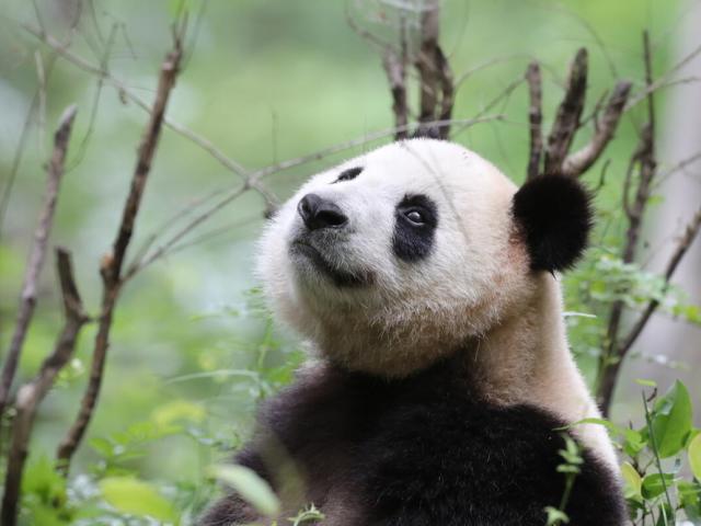 Wild giant panda in Foping country, Qinling Mountains, China