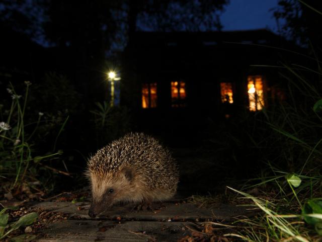 European hedgehog in garden at night with house behind